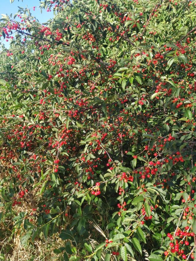 Xenios Z Rustic Rural Cottage Karidi 外观 照片